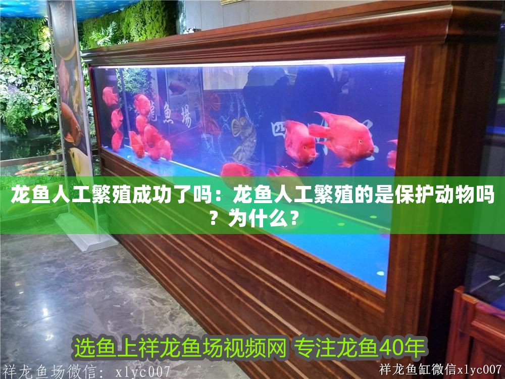 龍魚人工繁殖成功了嗎：龍魚人工繁殖的是保護動物嗎？為什么？