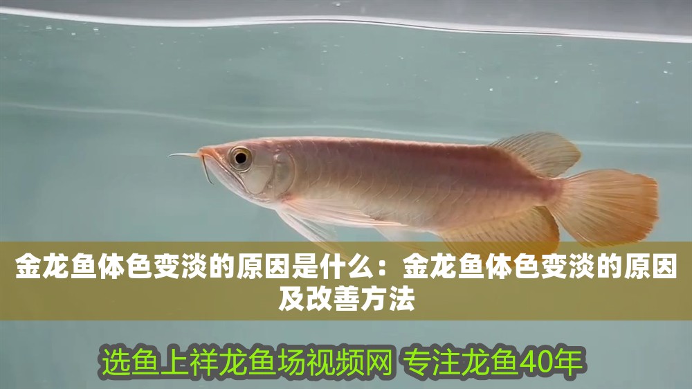 金龍魚體色變淡的原因是什么：金龍魚體色變淡的原因及改善方法