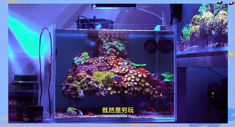 紫焰血紅龍的市場供需如何？