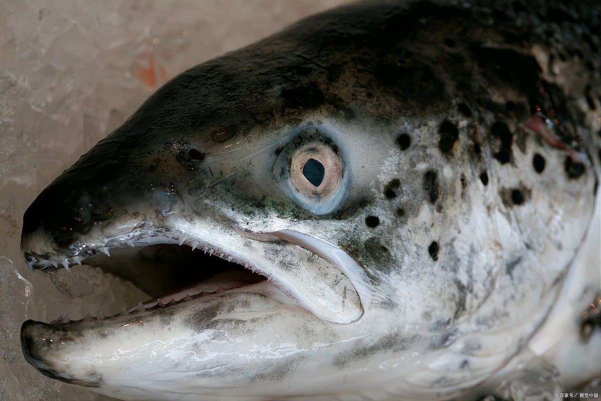 紫焰血紅龍的市場供需如何？