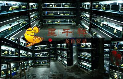 和興紅龍批發(fā) 和興紅龍批發(fā) 龍魚百科 第3張