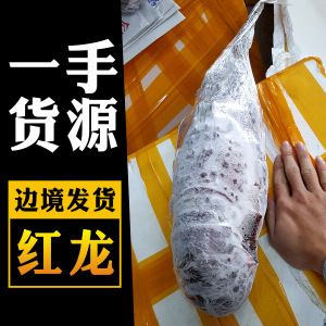 和興紅龍批發(fā) 和興紅龍批發(fā) 龍魚百科 第2張