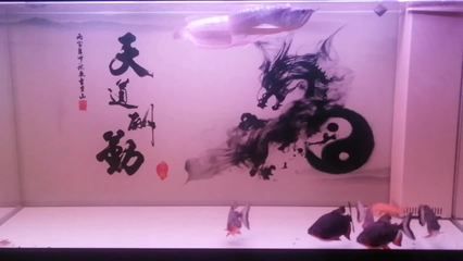 銀龍魚死了有什么預兆嗎圖片（銀龍魚在死亡前通常會有一些明顯的預兆）