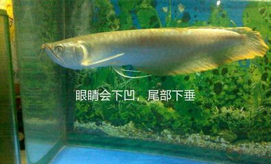 銀龍魚死了有什么預兆嗎圖片（銀龍魚在死亡前通常會有一些明顯的預兆）