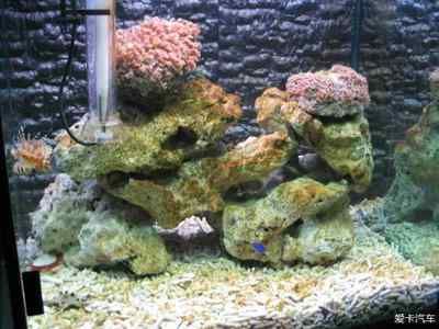 龍魚照片可以掛嗎有講究嗎（龍魚照片可以掛嗎） 龍魚照片可以掛嗎有講究嗎（龍魚照片可以掛嗎） 龍魚百科 第2張