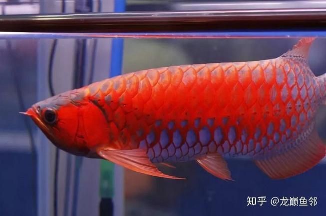 如何判斷紅龍魚是否新鮮？