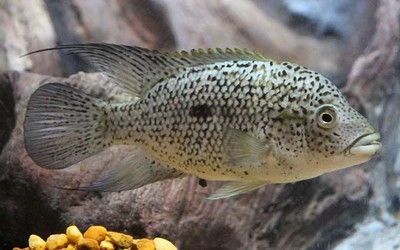 關刀魚可以和龍魚混養嗎：關刀魚可以與龍魚混養嗎，