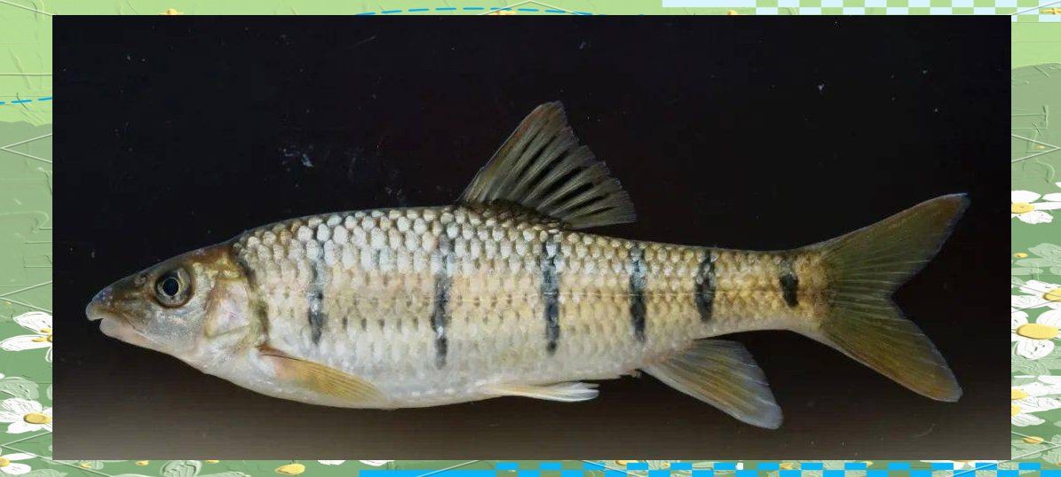 鰳魚為何被禁吃