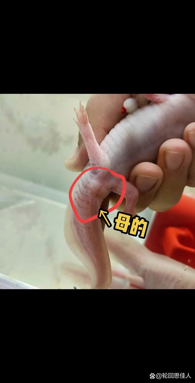 六角龍魚分公母嗎