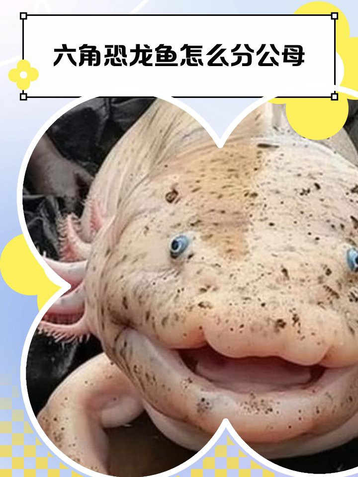 六角龍魚分公母嗎