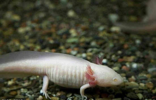 六角龍魚分公母嗎
