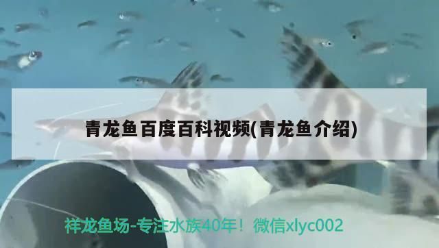 青龍魚的營養價值高嗎百度百科：青龍魚作為一種觀賞魚，其營養價值并不是人們關注的重點