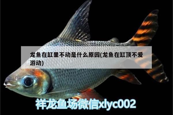 龍魚在缸頂不愛游動：龍魚在缸頂不愛游動可能由多種因素引起龍魚異常行為的建議