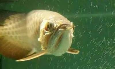 龍魚在缸頂不愛游動：龍魚在缸頂不愛游動可能由多種因素引起龍魚異常行為的建議