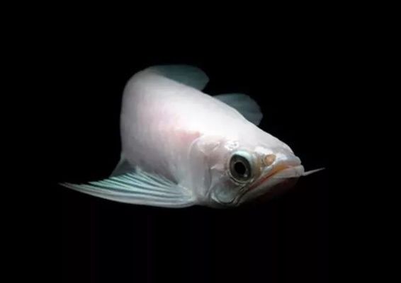 關(guān)于龍魚的紀(jì)錄片有哪些：關(guān)于龍魚的紀(jì)錄片