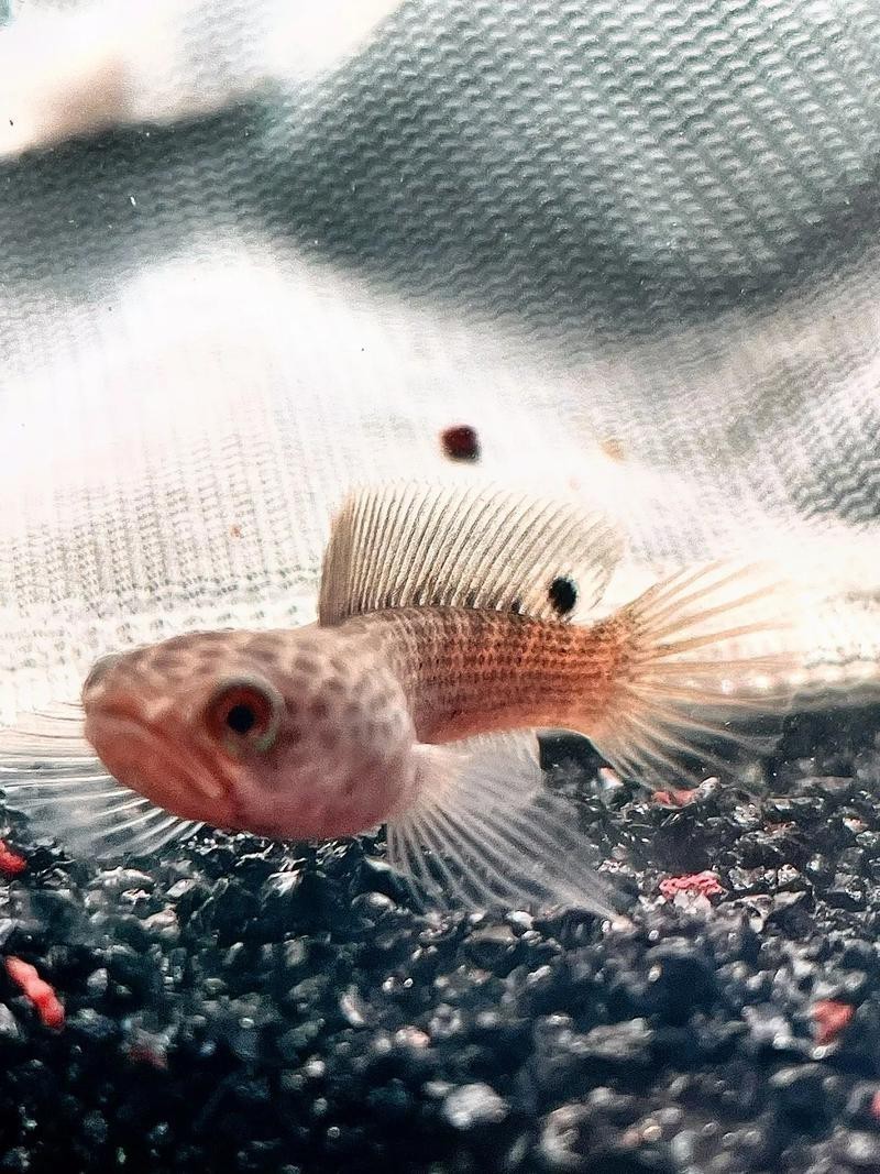 酒紅雷龍魚圖片大全