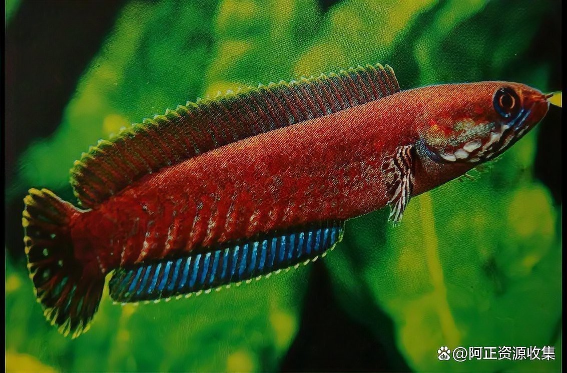 酒紅雷龍魚圖片大全