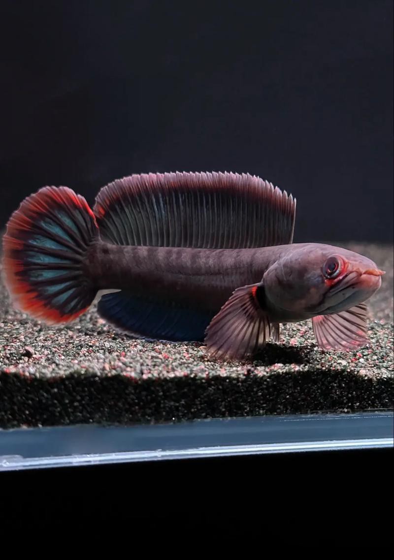 酒紅雷龍魚圖片大全