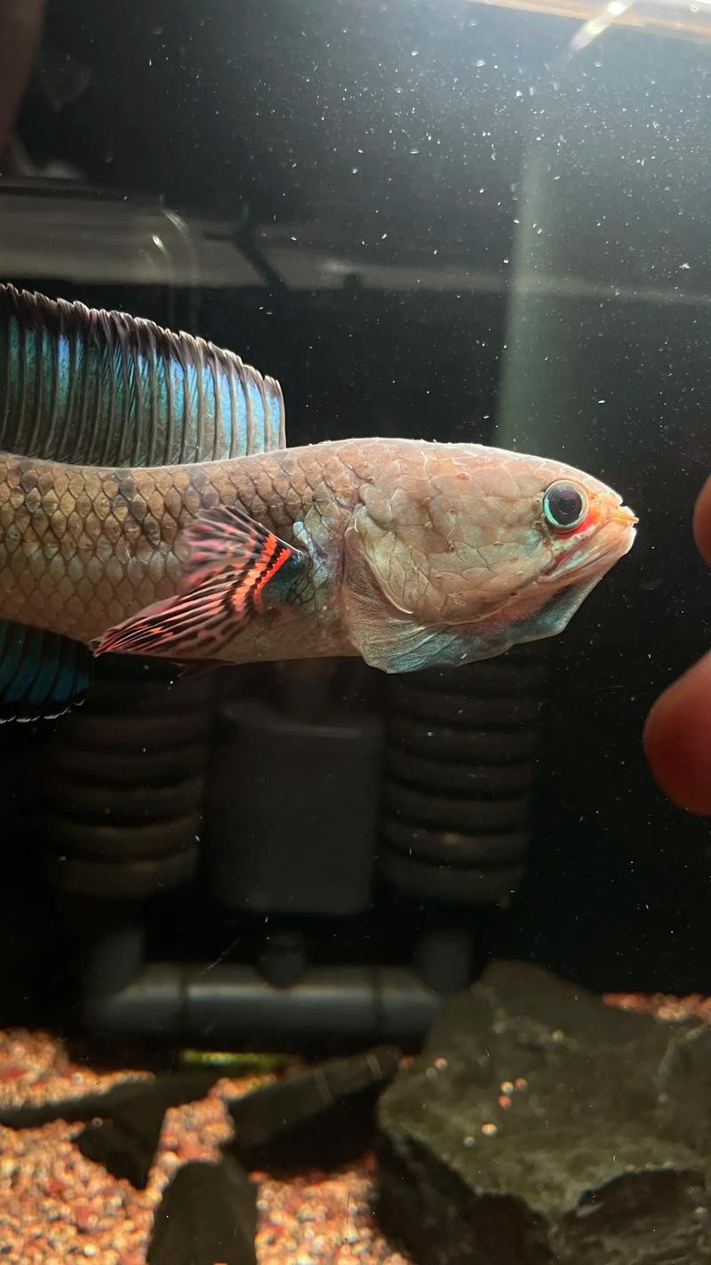 酒紅雷龍魚圖片大全