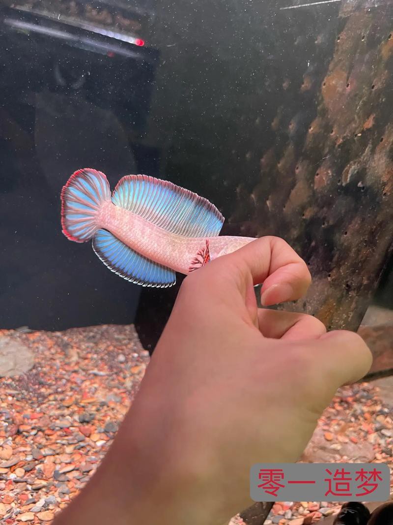 酒紅雷龍魚圖片大全