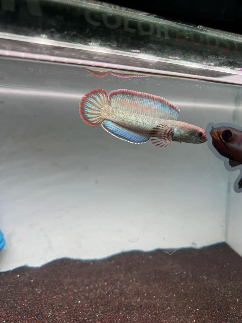 酒紅雷龍魚圖片大全