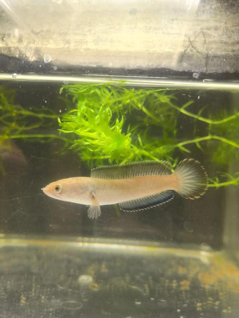 酒紅雷龍魚圖片大全