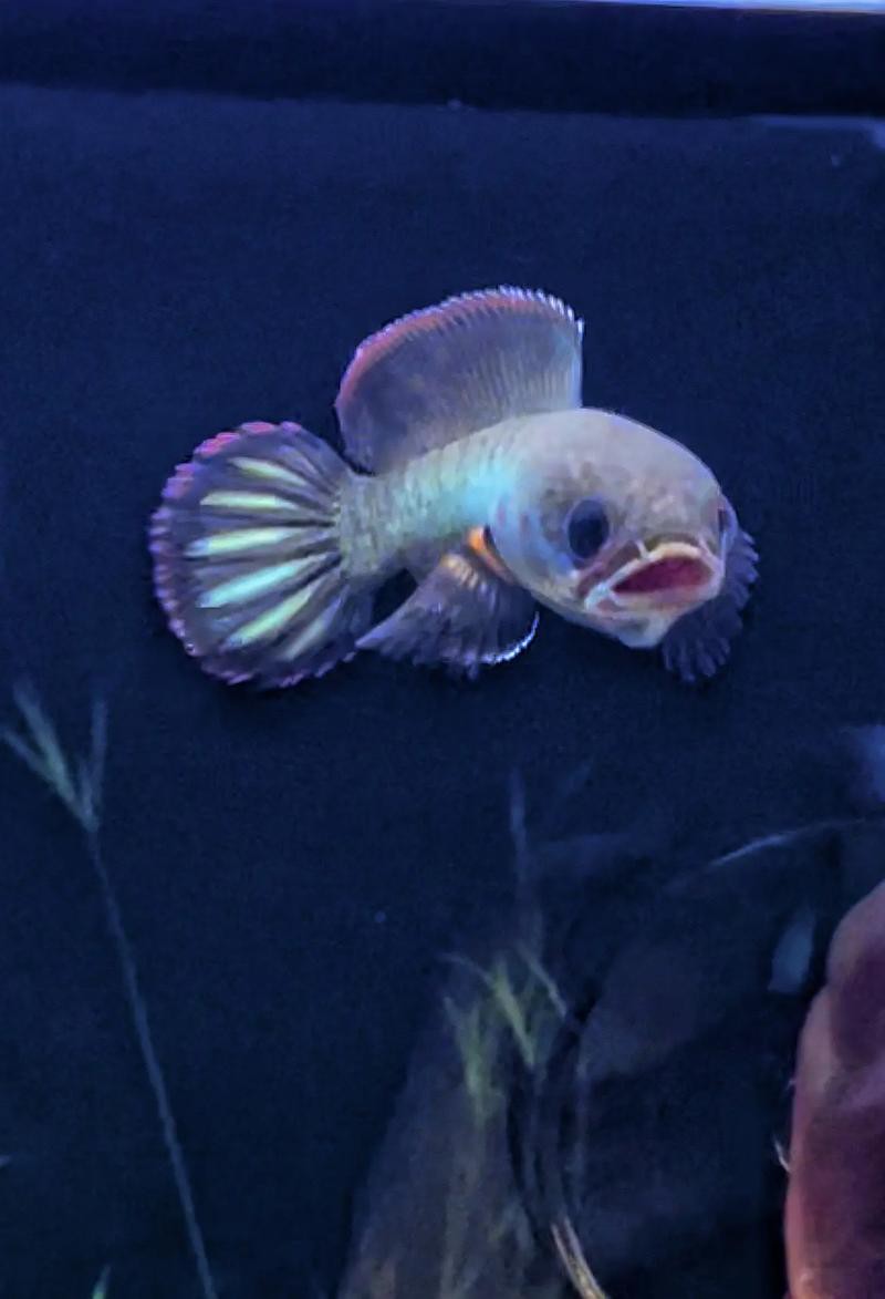 酒紅雷龍魚圖片大全