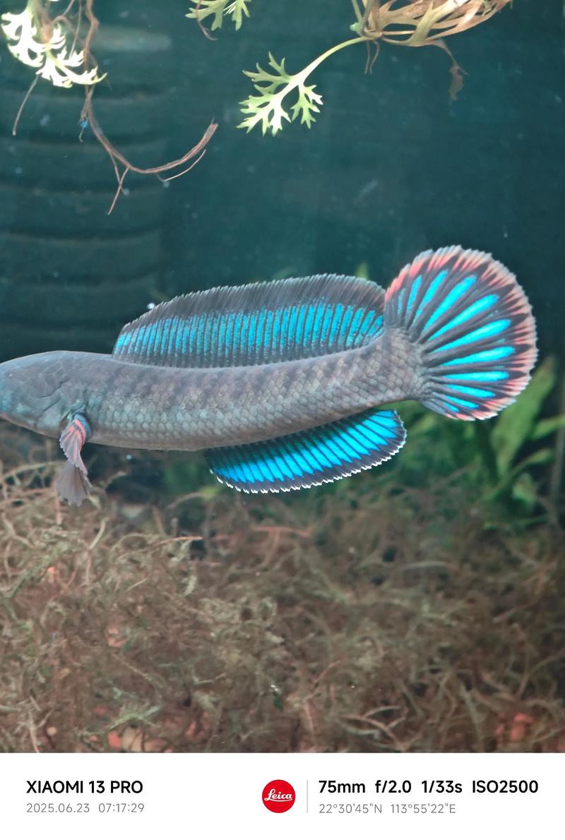 酒紅雷龍魚圖片大全