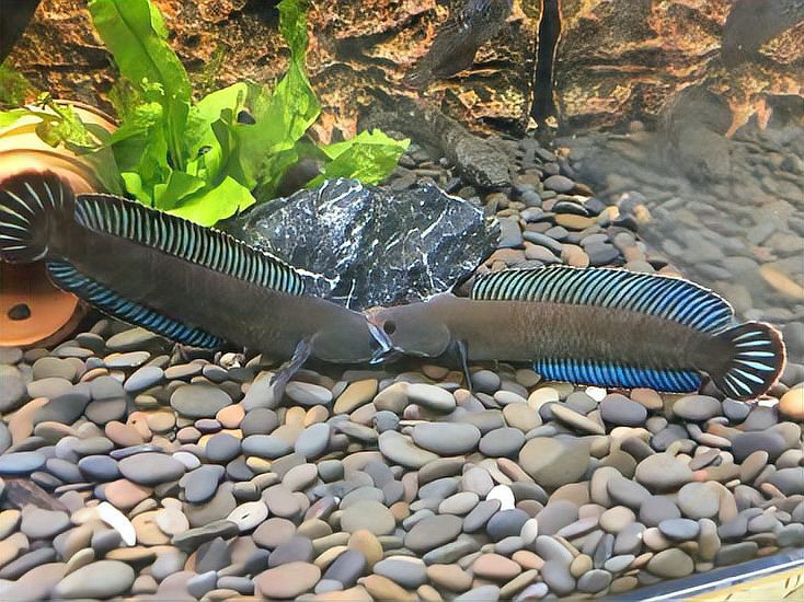 酒紅雷龍魚圖片大全