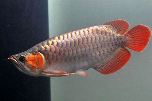 紅龍魚怎么養體型好看（養出體型好看的紅龍魚需要注意以下幾個方面）