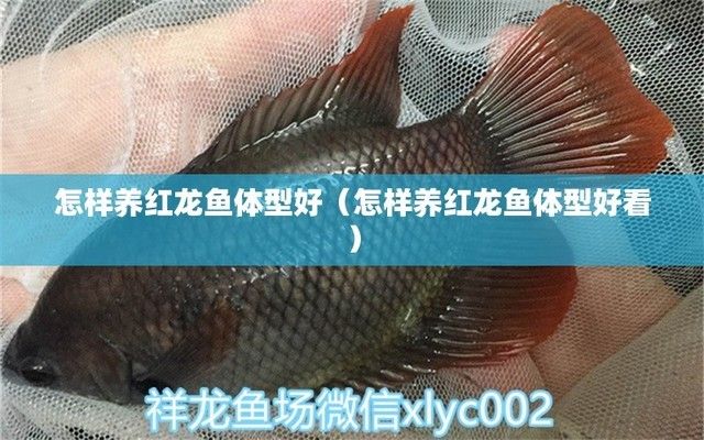 紅龍魚怎么養體型好看（養出體型好看的紅龍魚需要注意以下幾個方面）