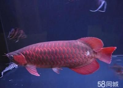 紅龍魚(yú)缸能放鹽嗎（關(guān)于紅龍魚(yú)缸放鹽的問(wèn)題）