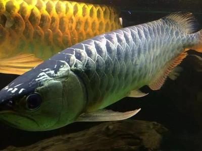 龍魚沉底的原因分析（龍魚沉底可能由多種因素引起）