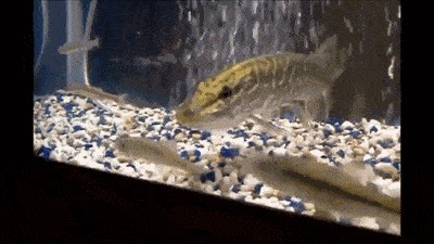 龍魚抖身子的原因分析（龍魚為什么會抖身子？）