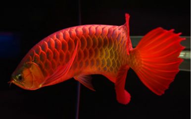 紅龍魚和虎魚混養用什么背景圖好看：紅龍魚和虎魚混養用什么背景圖好看紅龍魚和虎魚混養用什么好看 紅龍魚和虎魚混養用什么背景圖好看：紅龍魚和虎魚混養用什么背景圖好看紅龍魚和虎魚混養用什么好看 龍魚百科 第3張