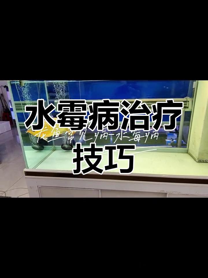 龍魚水霉病中期如何治療？ 龍魚水霉病中期如何治療？ 龍魚百科 第1張