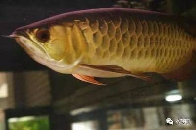 龍魚喂食什么食物最好（如何給龍魚殺菌消毒食物）