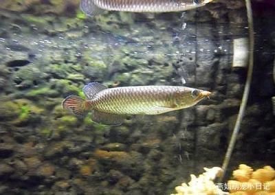 龍魚喂食什么食物最好（如何給龍魚殺菌消毒食物）