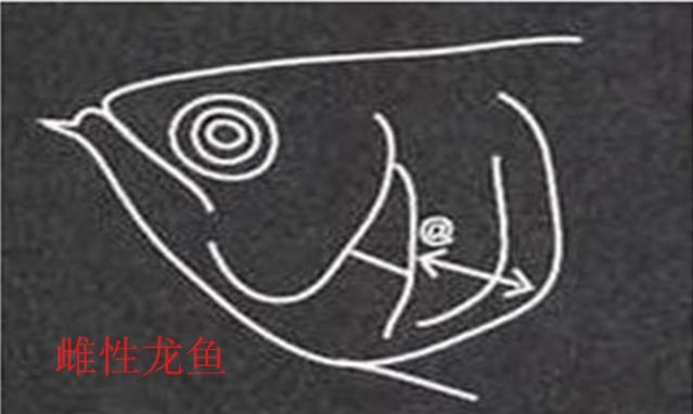 龍魚咋分公母（如何判斷龍魚性別） 龍魚咋分公母（如何判斷龍魚性別） 龍魚百科 第1張