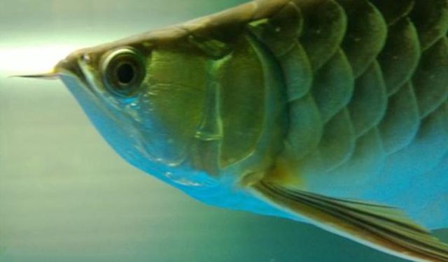 龍魚咋分公母（如何判斷龍魚性別） 龍魚咋分公母（如何判斷龍魚性別） 龍魚百科 第2張