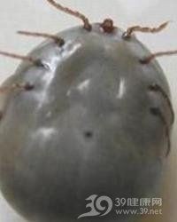 龍魚寄生蟲治療周期是多久？