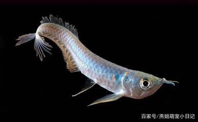 龍魚寄生蟲圖片大全(關(guān)于龍魚寄生蟲的基本認(rèn)識) 龍魚百科 第5張 龍魚寄生蟲圖片大全(關(guān)于龍魚寄生蟲的基本認(rèn)識) 龍魚寄生蟲圖片大全(關(guān)于龍魚寄生蟲的基本認(rèn)識) 龍魚百科 第5張
