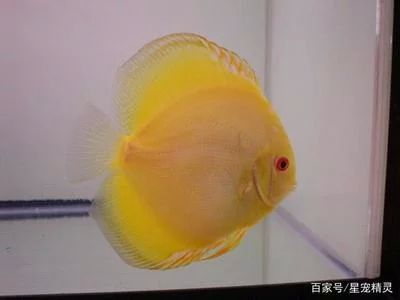 龍魚掉鱗片用什么藥：龍魚掉鱗片用什么藥治療 龍魚掉鱗片用什么藥：龍魚掉鱗片用什么藥治療 龍魚百科 第3張