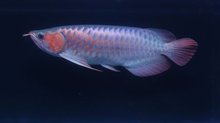 紅龍魚飼料中的色素成分:紅龍魚飼料中常見的色素成分及其作用 龍魚百科 第5張 紅龍魚飼料中的色素成分:紅龍魚飼料中常見的色素成分及其作用 紅龍魚飼料中的色素成分:紅龍魚飼料中常見的色素成分及其作用 龍魚百科 第5張