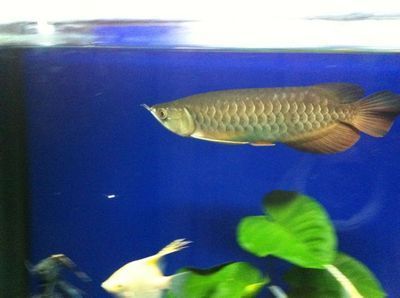 金龍魚25厘米是幾歲的：金龍魚在幼年階段的成長速度和體型大小受到多種因素影響 金龍魚25厘米是幾歲的：金龍魚在幼年階段的成長速度和體型大小受到多種因素影響 龍魚百科 第4張