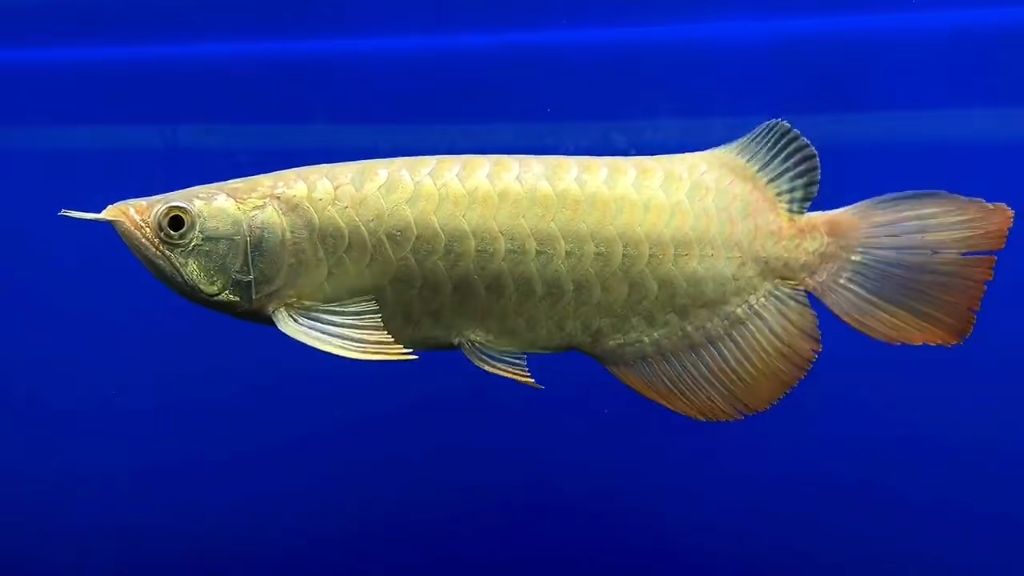 金龍魚25厘米是幾歲的:金龍魚在幼年階段的成長速度和體型大小受到多種因素影響 龍魚百科 第6張 金龍魚25厘米是幾歲的:金龍魚在幼年階段的成長速度和體型大小受到多種因素影響 金龍魚25厘米是幾歲的:金龍魚在幼年階段的成長速度和體型大小受到多種因素影響 龍魚百科 第6張