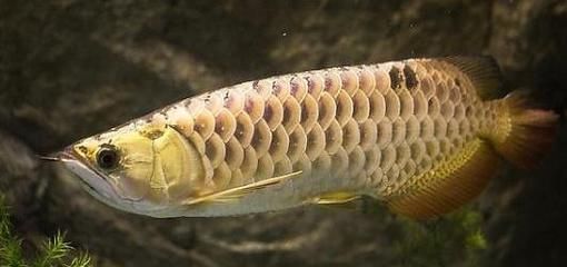 金龍魚25厘米是幾歲的:金龍魚在幼年階段的成長速度和體型大小受到多種因素影響 龍魚百科 第7張 金龍魚25厘米是幾歲的:金龍魚在幼年階段的成長速度和體型大小受到多種因素影響 金龍魚25厘米是幾歲的:金龍魚在幼年階段的成長速度和體型大小受到多種因素影響 龍魚百科 第7張