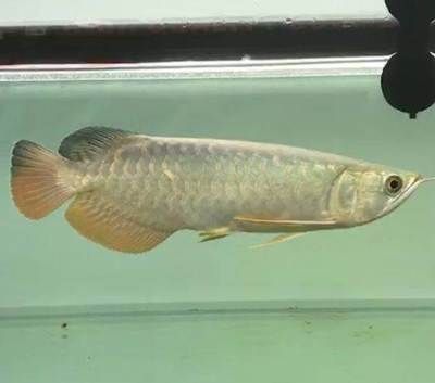 金龍魚25厘米是幾歲的:金龍魚在幼年階段的成長速度和體型大小受到多種因素影響 龍魚百科 第3張 金龍魚25厘米是幾歲的:金龍魚在幼年階段的成長速度和體型大小受到多種因素影響 金龍魚25厘米是幾歲的:金龍魚在幼年階段的成長速度和體型大小受到多種因素影響 龍魚百科 第3張