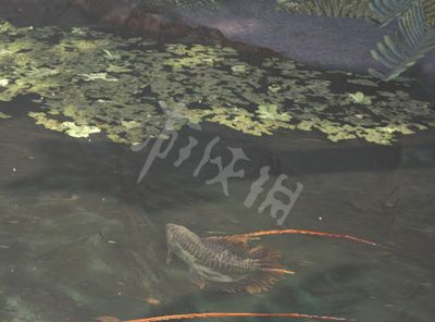 龍魚(yú)掉了一塊鱗片怎么辦：龍魚(yú)掉了一塊鱗片怎么辦，