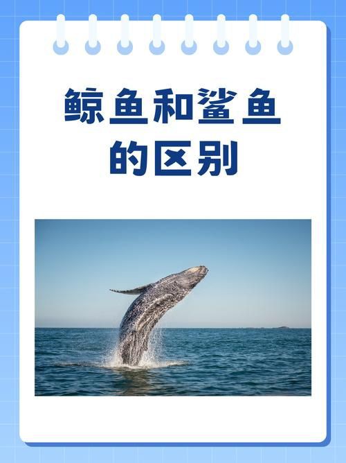 鯨魚和鯊魚海豚區別圖